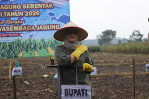Polres Lampung Timur Gelar Tanam Jagung Serentak, Bupati Serahkan Bibit