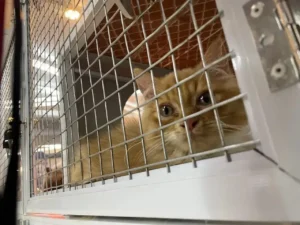 DKP3 Depok Bagikan Panduan Memilih Pet Hotel Aman Saat Mudik