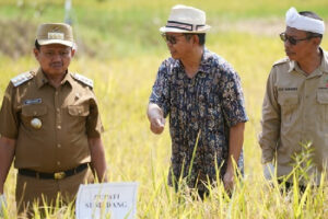 Demplot Padi Tabela Sumedang Disiapkan Jadi Model Pertanian Terintegrasi Modern